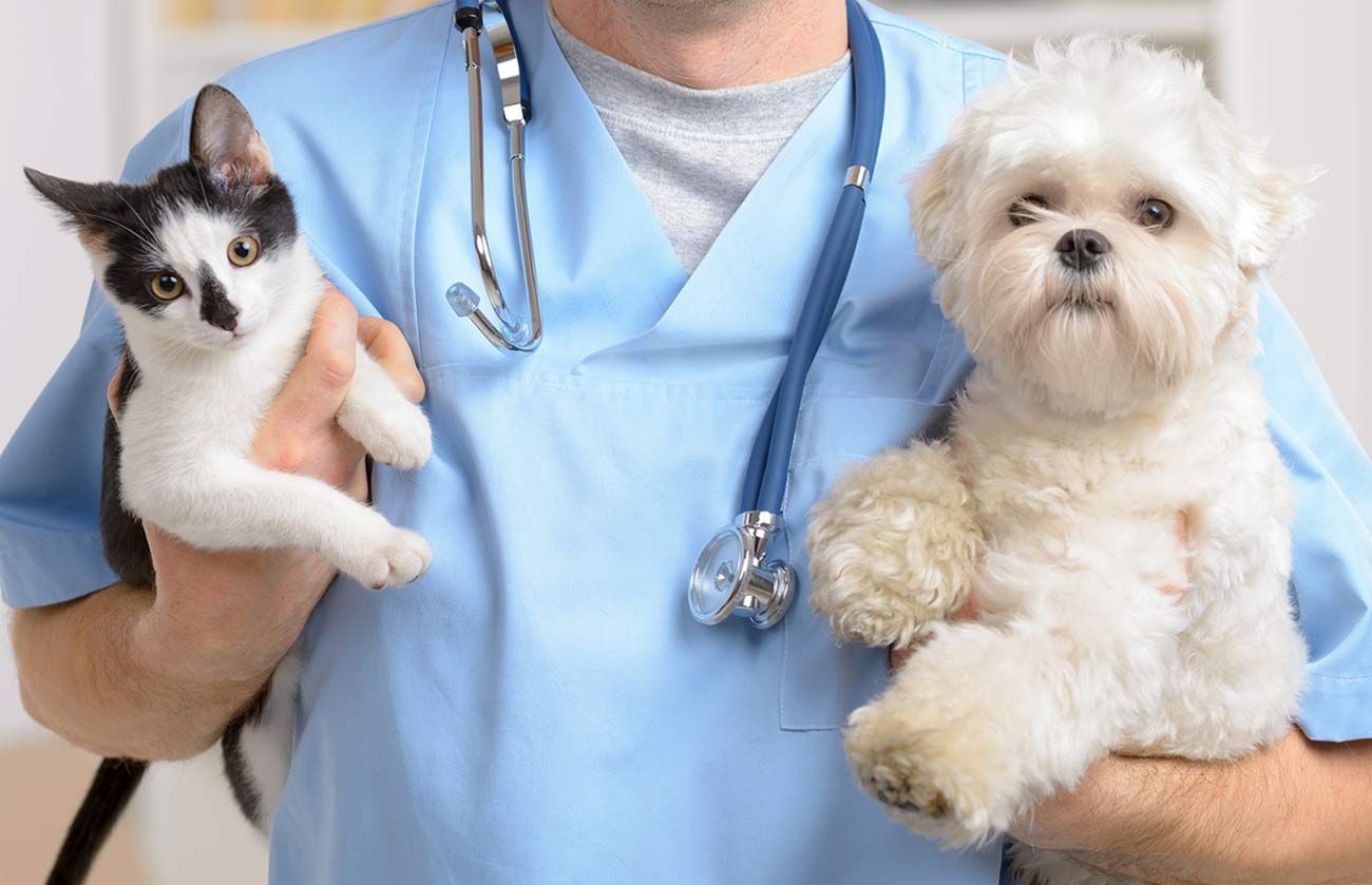 Dr.med.vet. Susanne Schmidt unter Cottbus, Brandenburg
